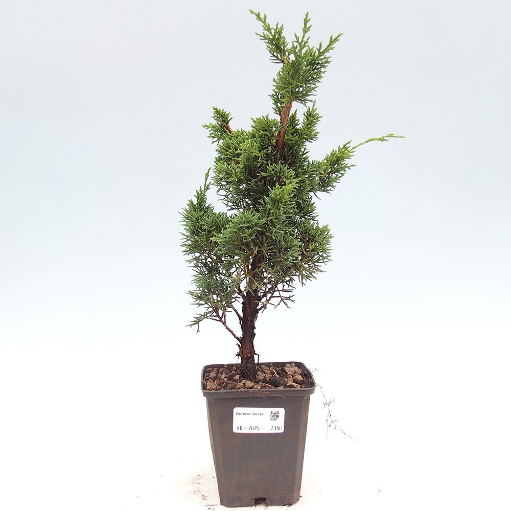 Outdoor bonsai - Juniperus chinensis Kishu - chiński jałowiec