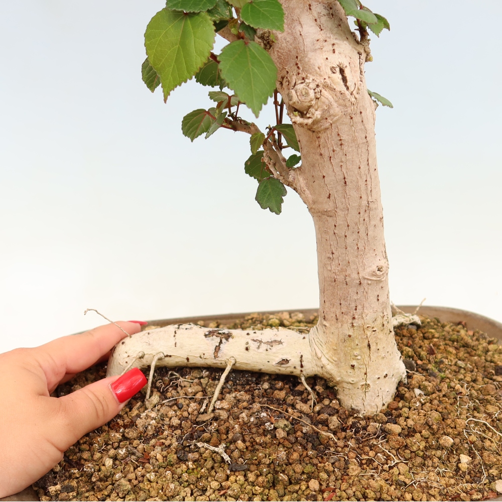 Bonsai domowe - Hibiscus tiliaceus - Hibiskus morski