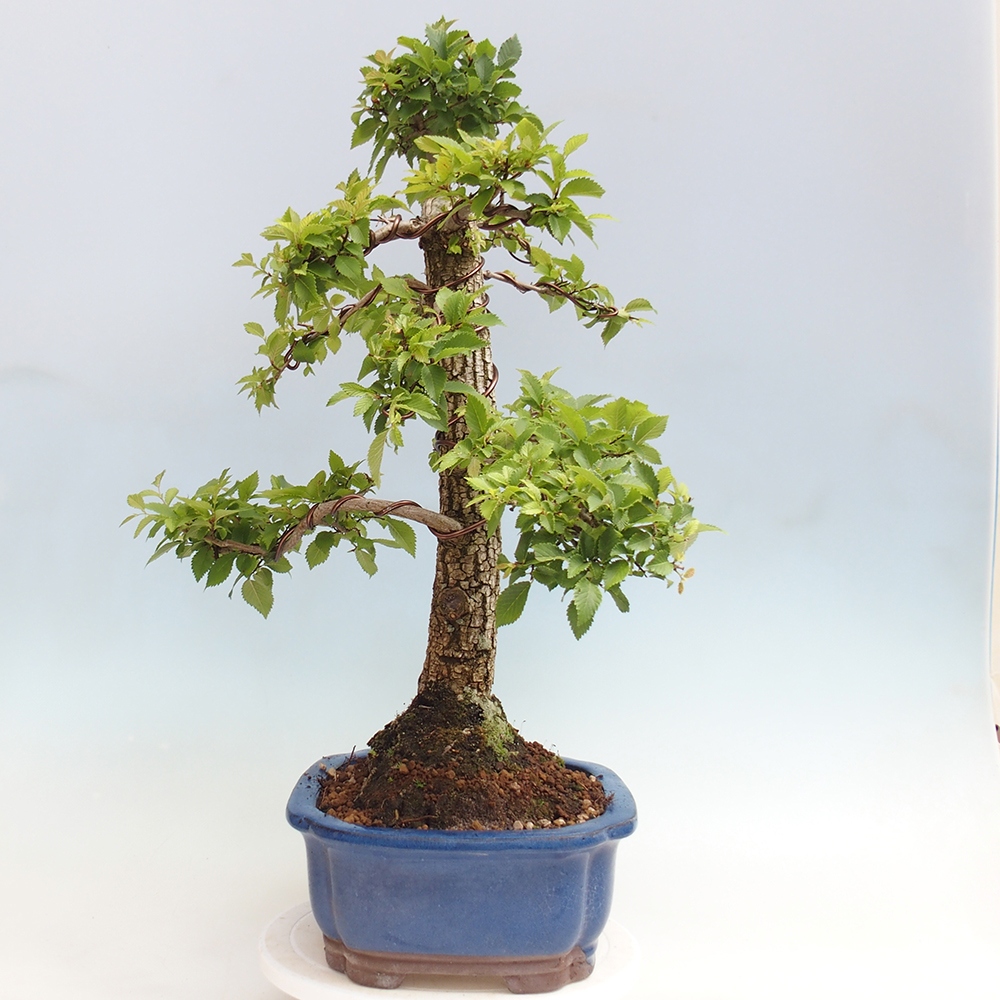 Outdoor bonsai - Zelkova - Zelkova NIRE