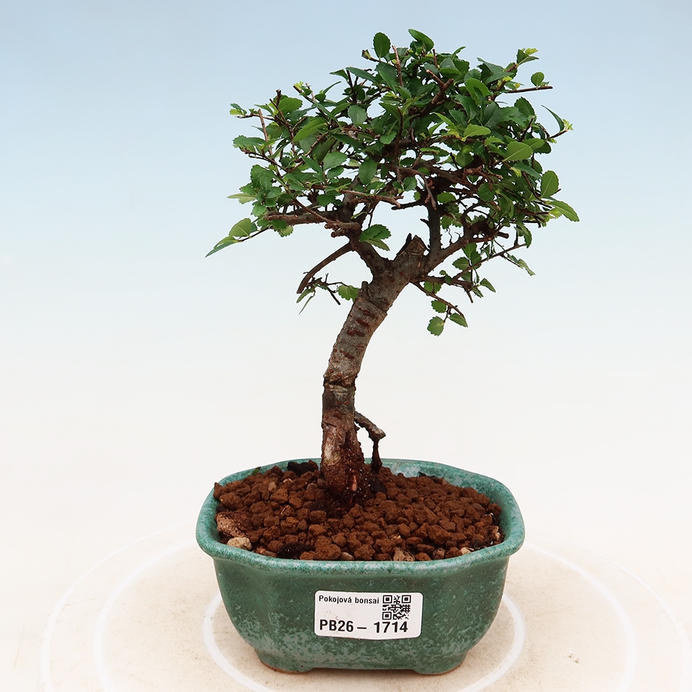 Pokój bonsai - Ulmus parvifolia - Wiąz drobnolistny