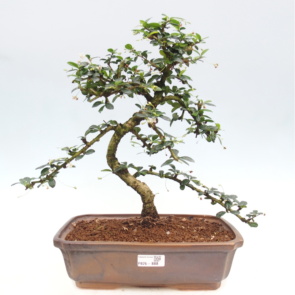 Bonsai pokojowe - Carmona macrophylla - Tea fuki