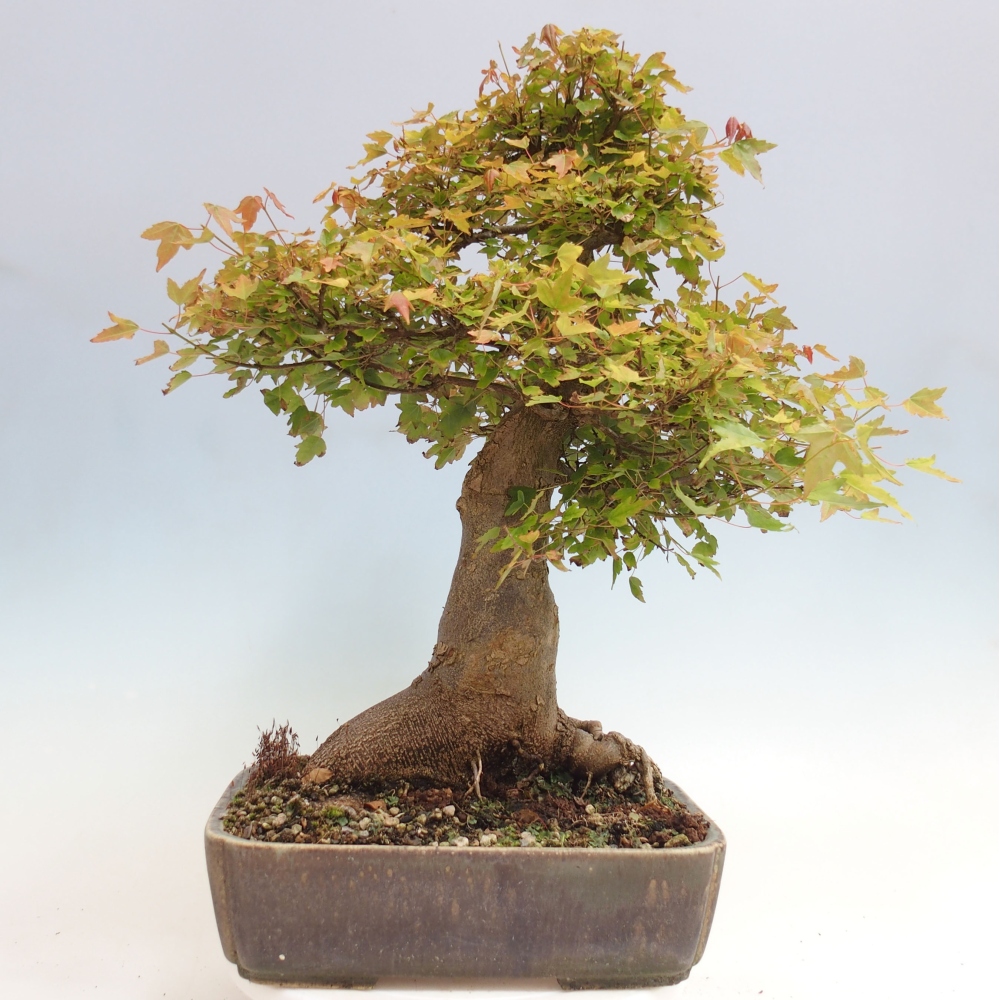 Outdoor bonsai - Maple Buergerianum - Burger Maple