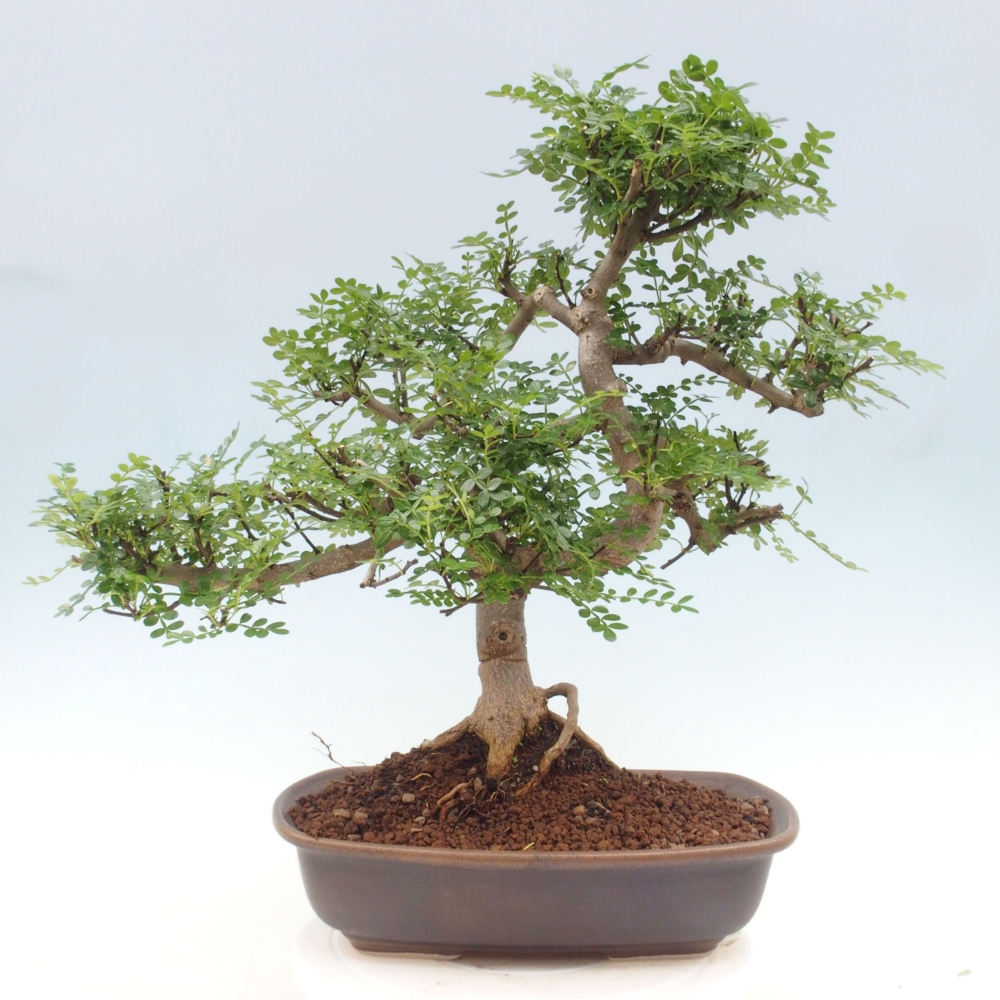 Bonsai do wnętrz - Zantoxylum piperitum - Mięta pieprzowa
