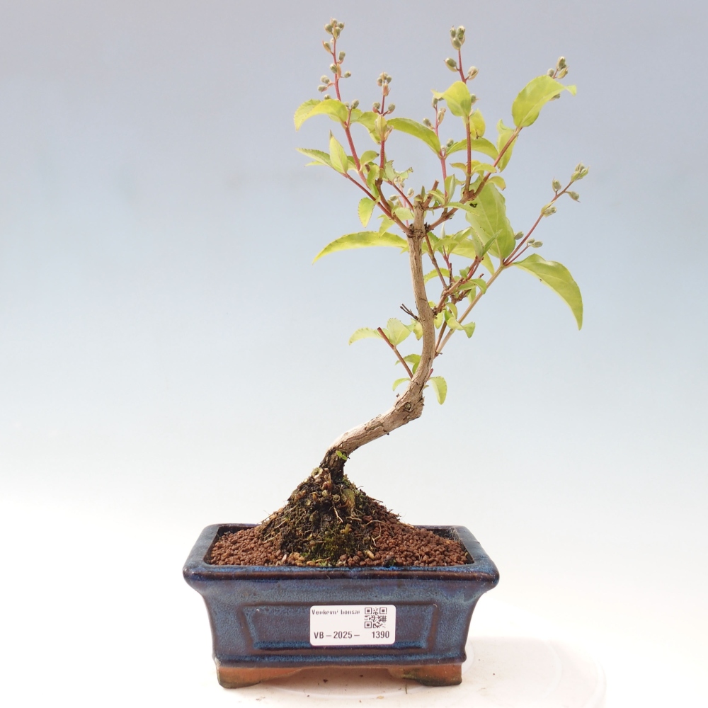 Bonsai zewnętrzne - Deutzia scabra Candidissima - Trojpuk