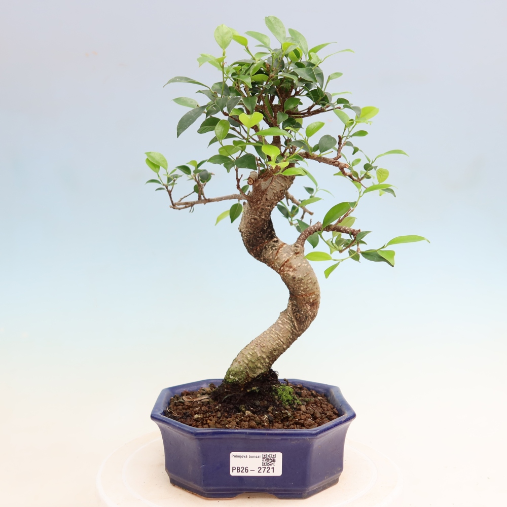 Pokój bonsai - Ficus kimmen - figowiec drobnolistny