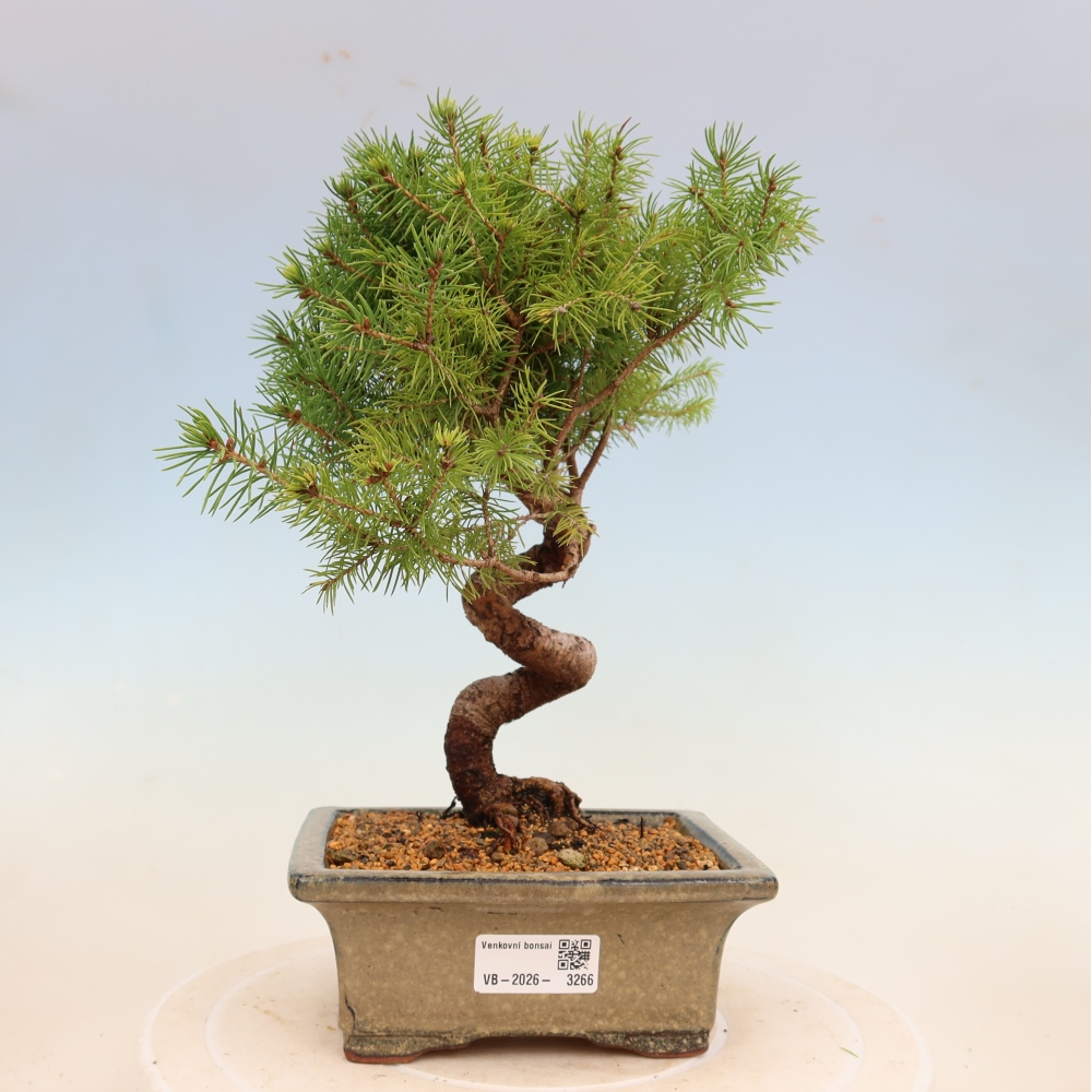 Outdoor bonsai - Świerk pospolity - Picea glauca globe