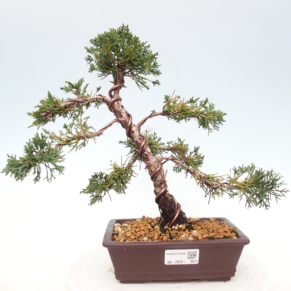 Outdoor bonsai - Juniperus chinensis Kishu