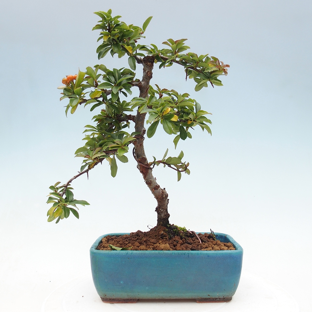 Outdoor bonsai-Pyracantha Teton -Hlox