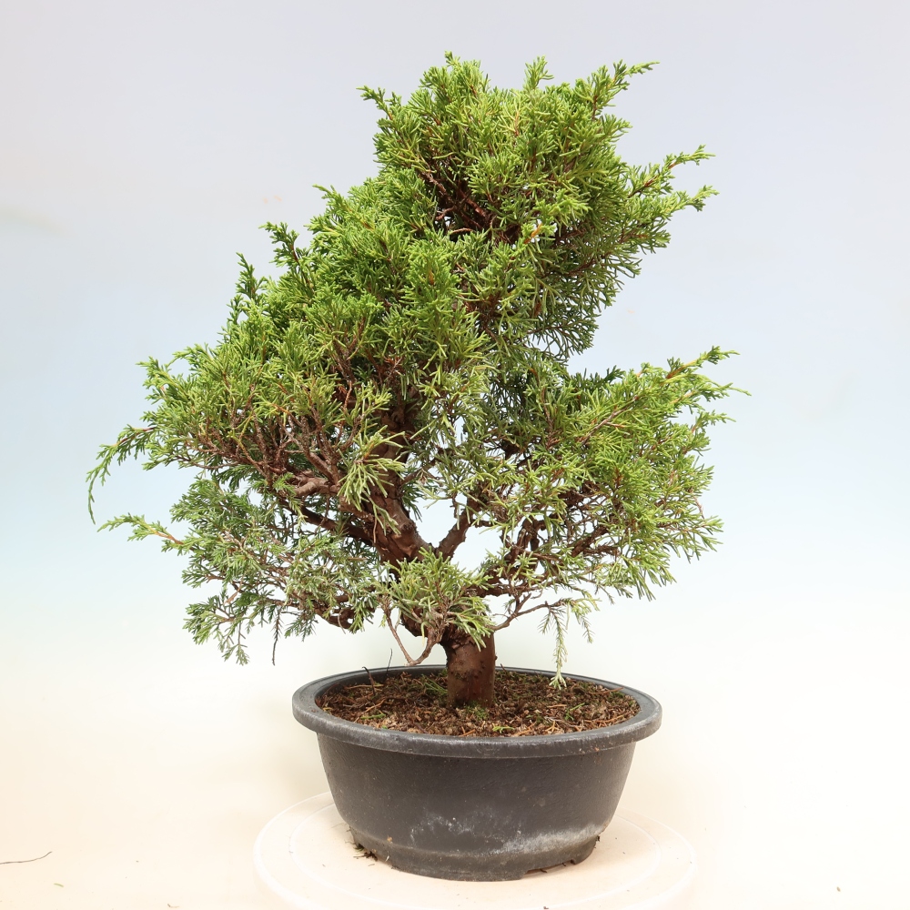 Bonsai ogrodowe – Juniperus chinensis Itoigawa – jałowiec chiński