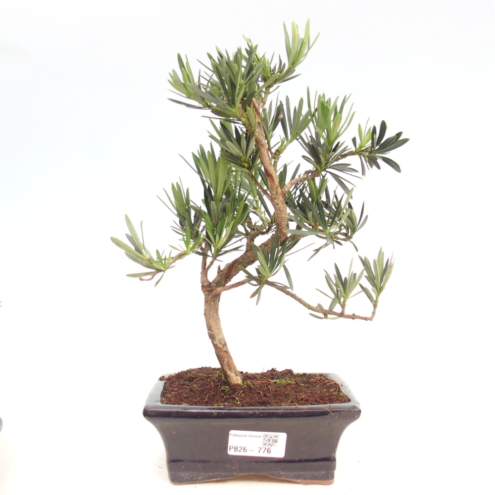 Pokój bonsai - Podocarpus - Kamienny cis