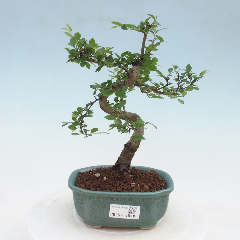 Bonsai wewnętrzne - Ulmus parvifolia - Wiąz drobnolistny