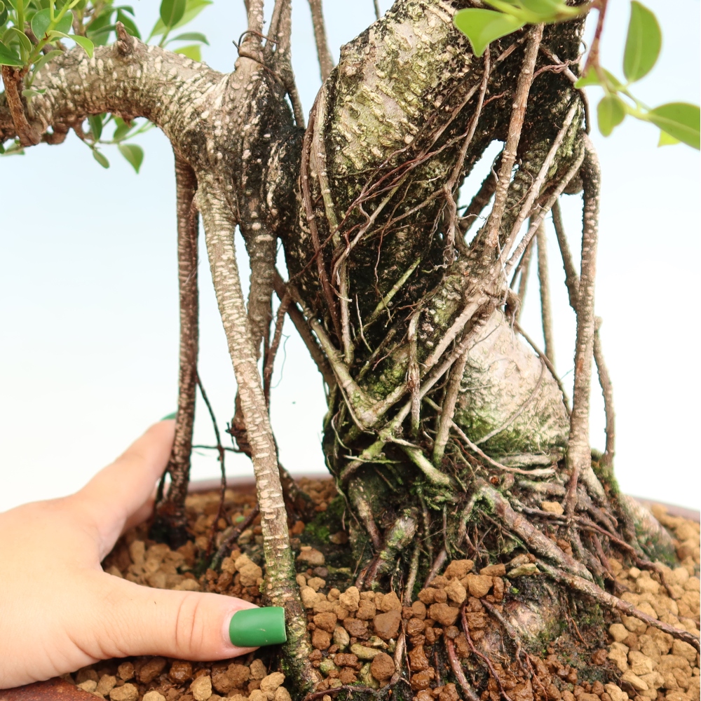 Pokój bonsai - Ficus kimmen - figowiec drobnolistny