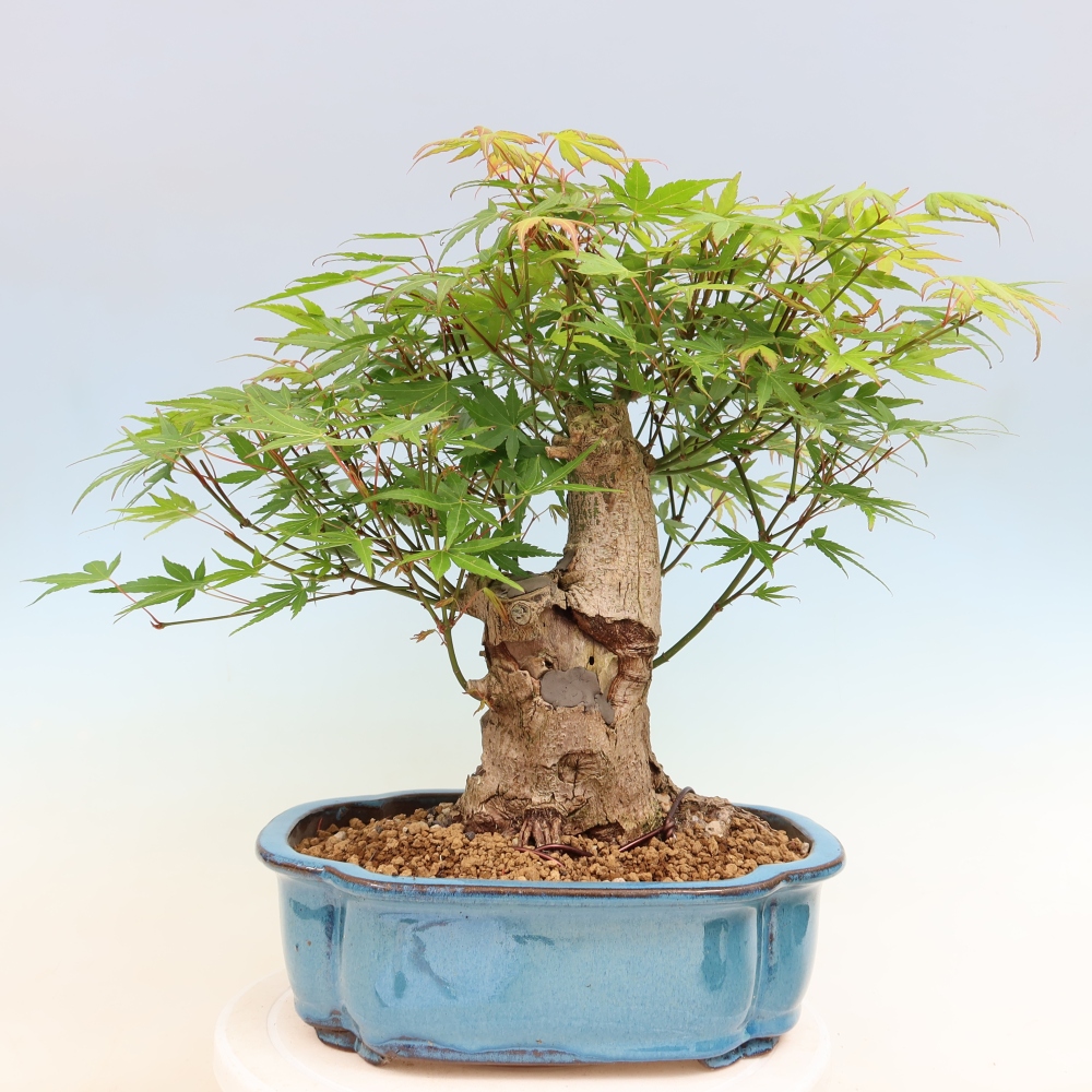 Outdoor bonsai - Klon burgeryjski - Acer burgerianum