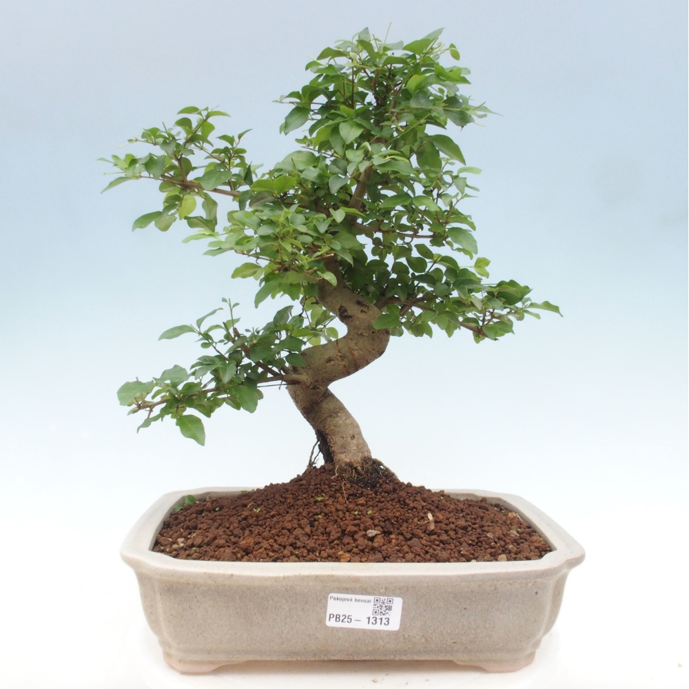 Kryte bonsai - Ligustrum chinensis - widok z lotu ptaka