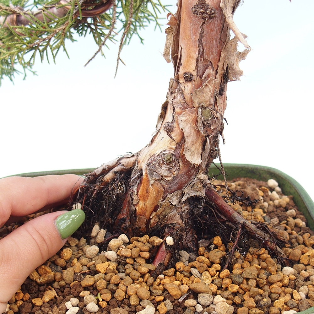 Outdoor bonsai - Juniperus chinensis Kishu - chiński jałowiec
