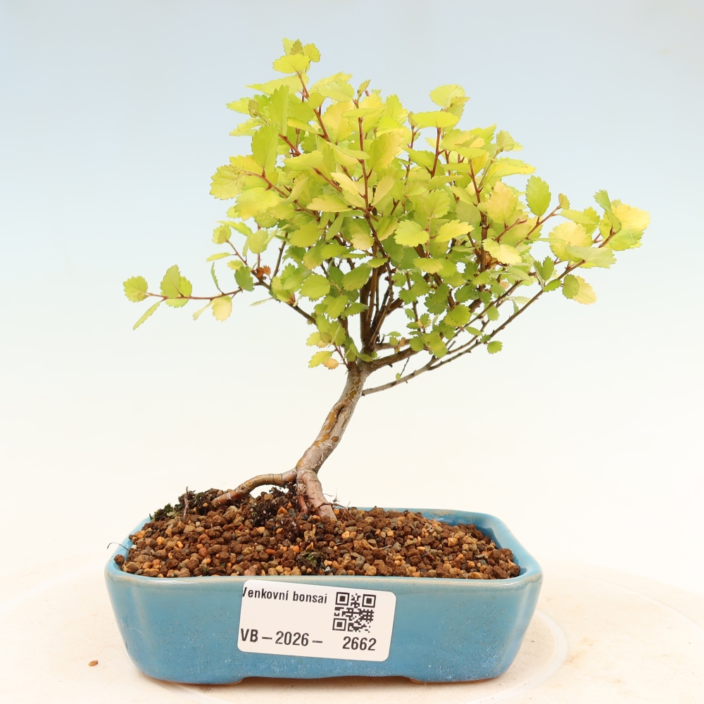 Bonsai zewnętrzne - brzoza karłowata - Betula NANA Treasure