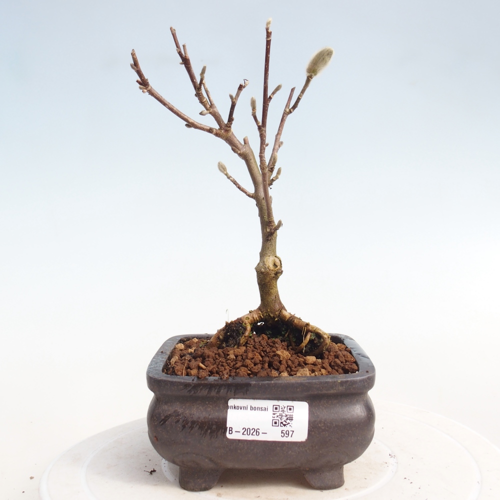 Bonsai na zewnątrz - Magnolia stellata