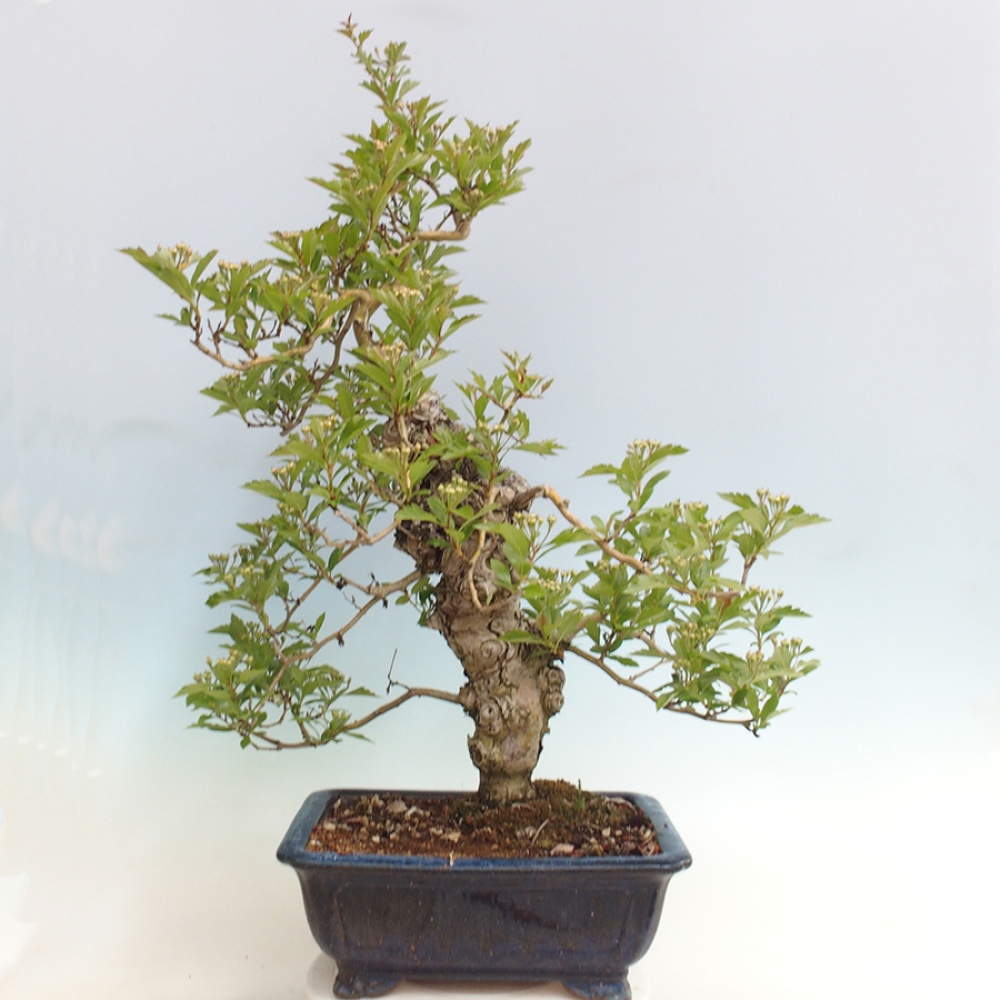 Outdoor bonsai - głóg - Crataegus cuneata