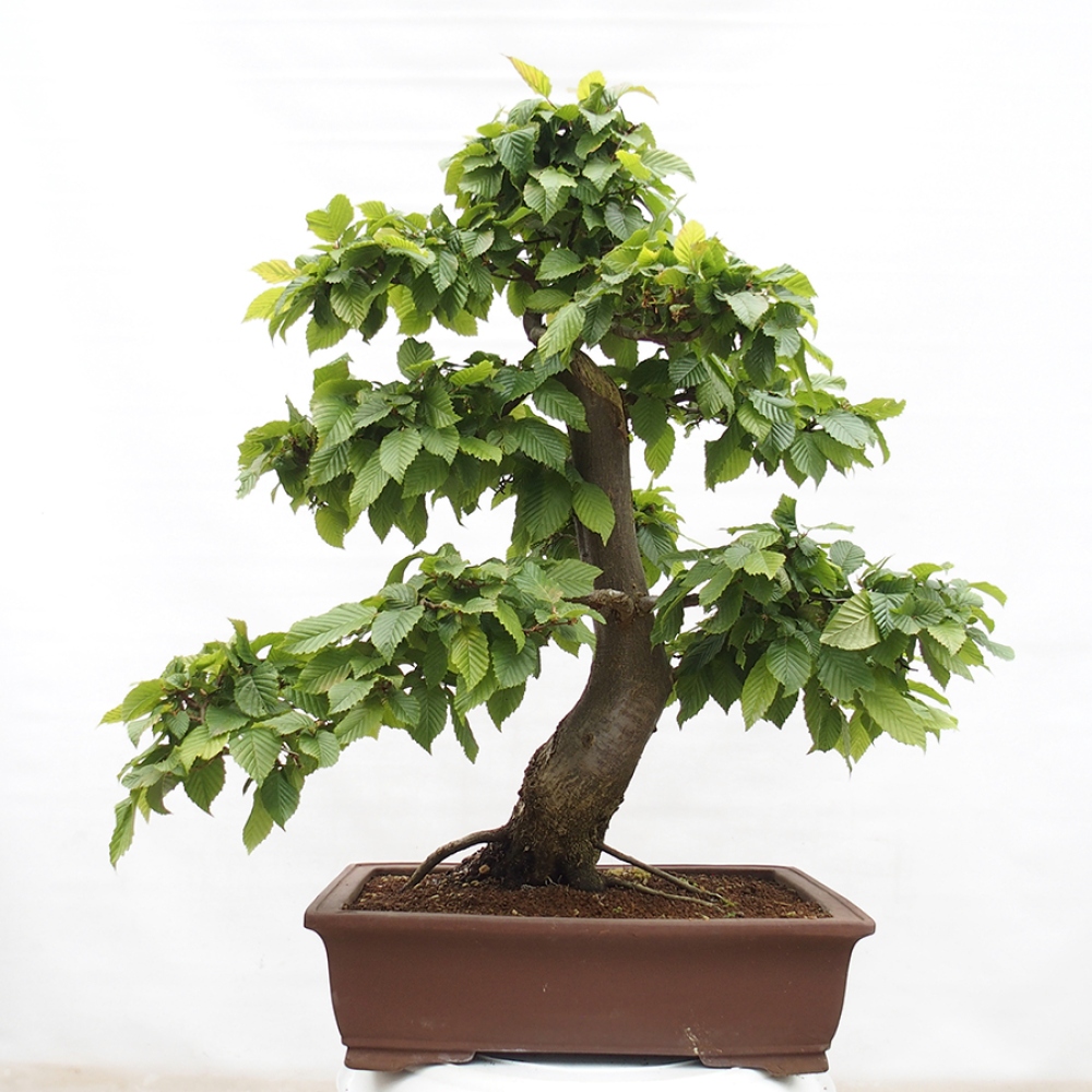 Bonsai zewnętrzne - Grab - Carpinus betulus
