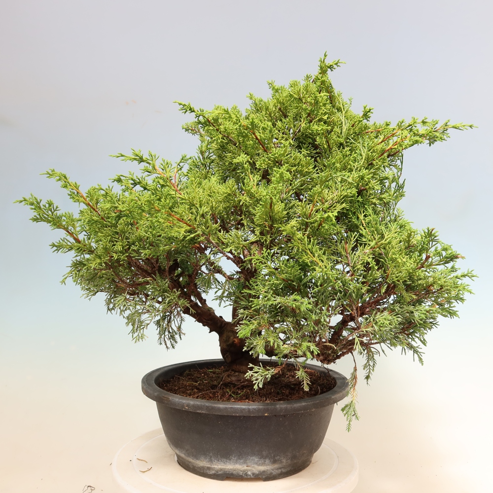 Bonsai ogrodowe – Juniperus chinensis Itoigawa – jałowiec chiński