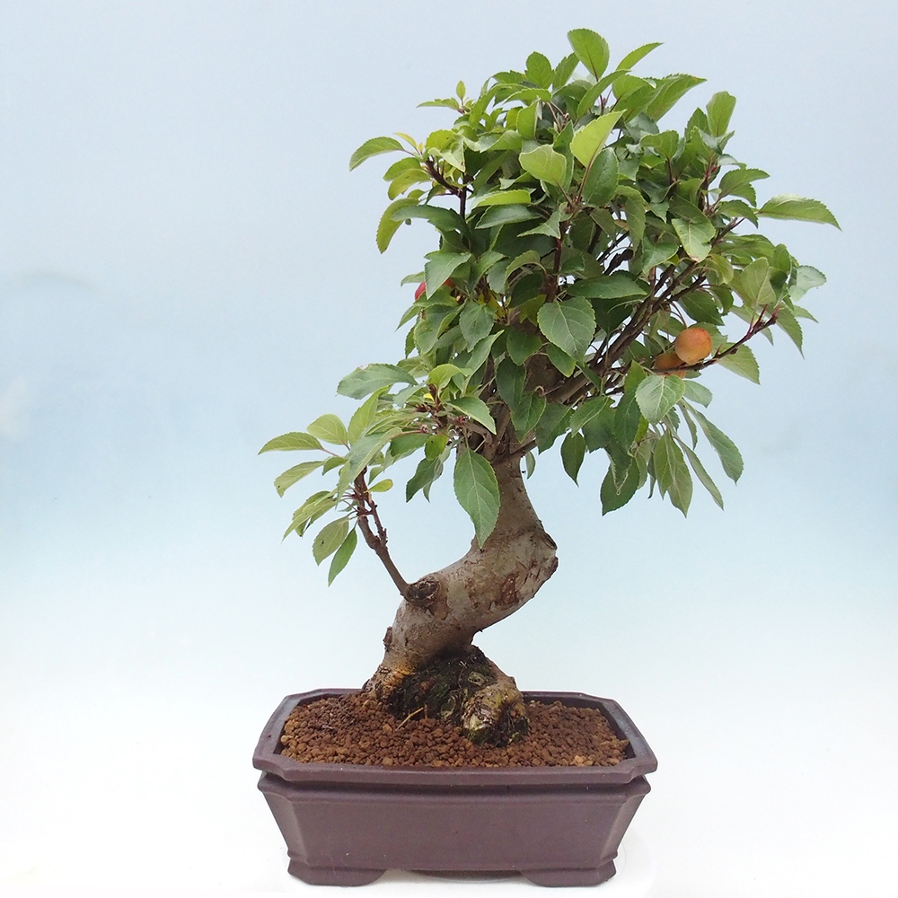Bonsai plenerowe - Malus Halliana - Jabłoń drobnoowocowa