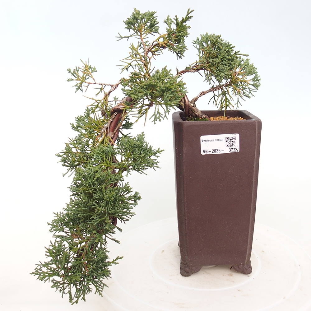Outdoor bonsai - Juniperus chinensis Kishu