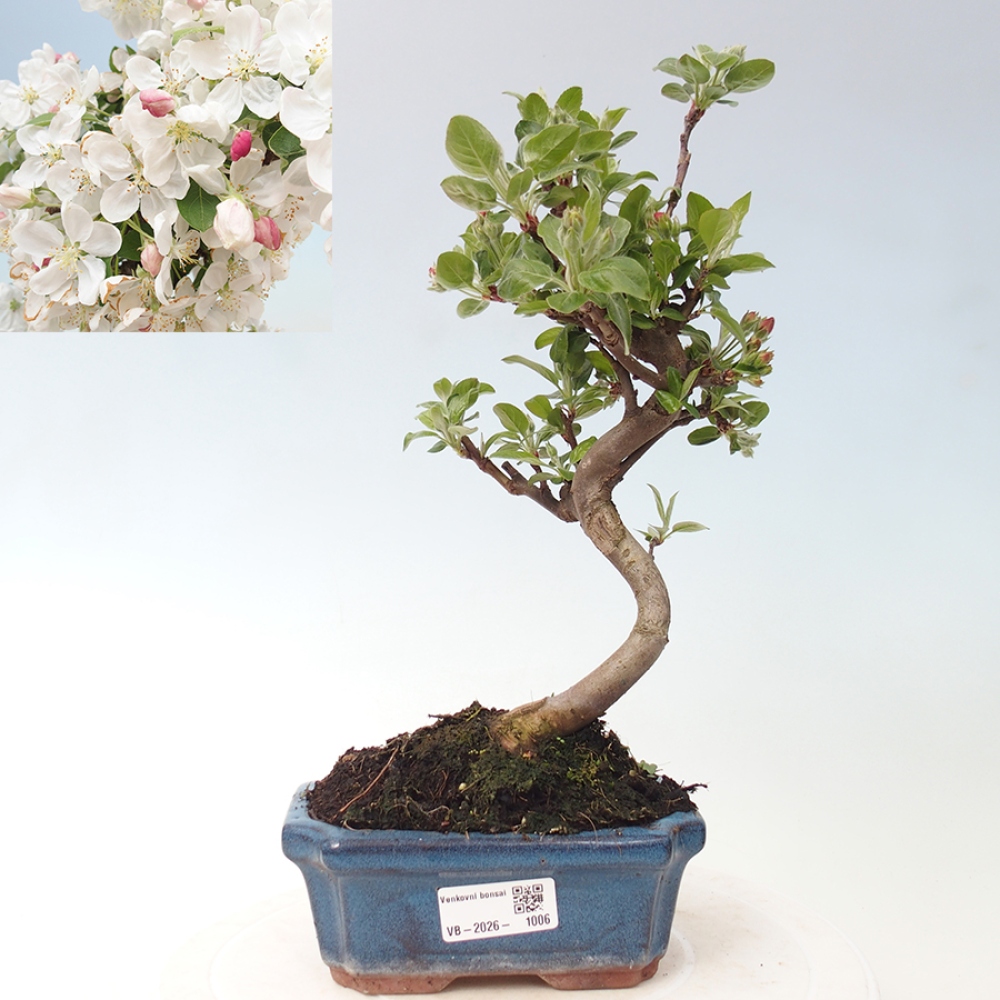 Outdoor bonsai - Malus halliana - Jabłoń drobnoowocowa