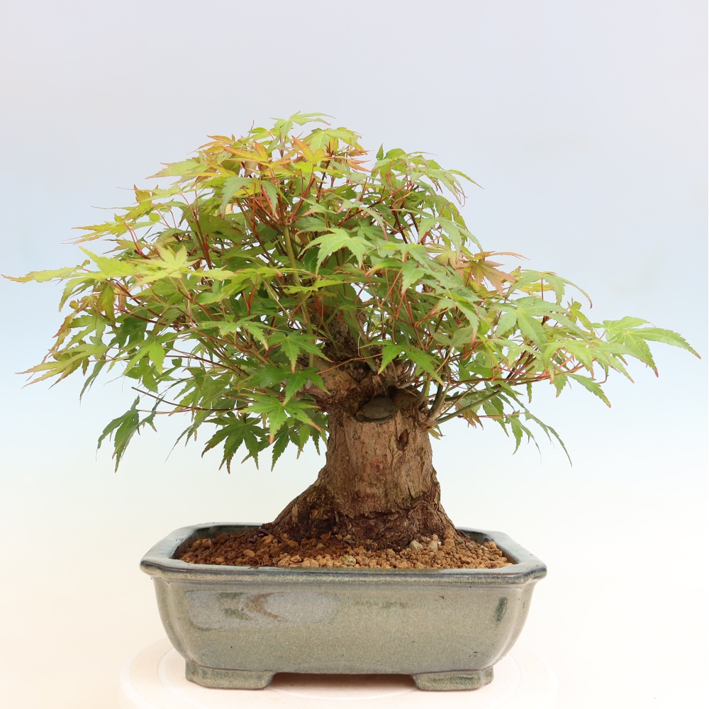 Outdoor bonsai - Klon burgeryjski - Acer burgerianum