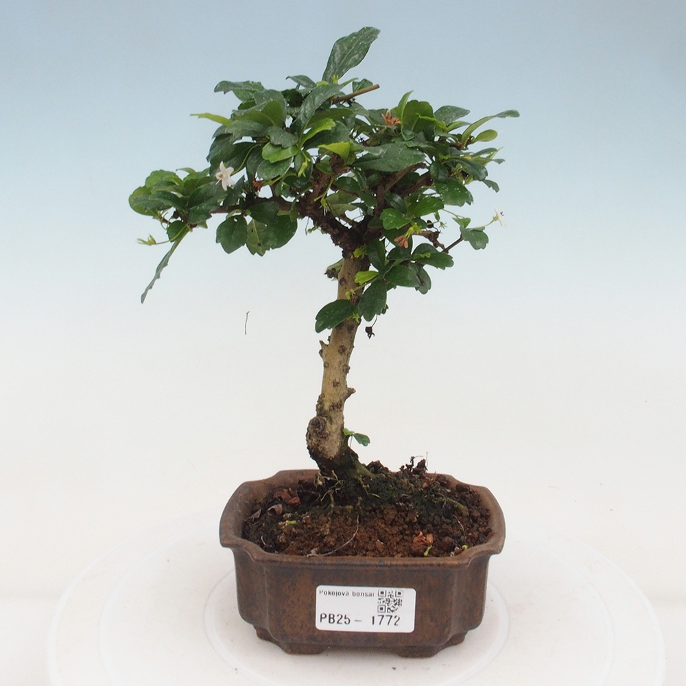 Bonsai wewnętrzne - Carmona makrophylla - Herbata Fuki