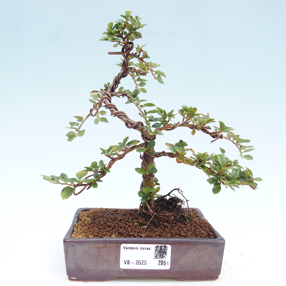 Plenerowe bonsai - Irga pozioma - Drzewo skalne