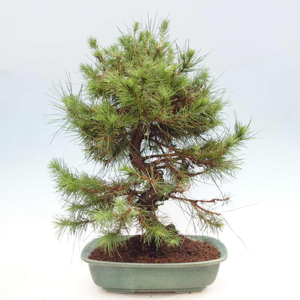 Pokój bonsai - Pinus halepensis - Sosna z Aleppo