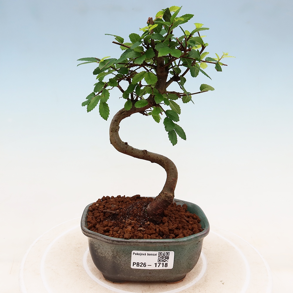 Pokój bonsai - Ulmus parvifolia - Wiąz drobnolistny