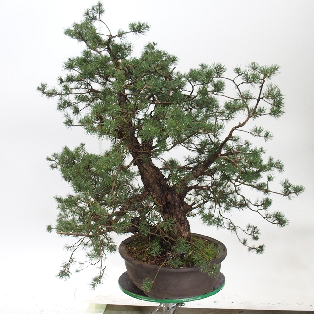Yamadori - Pinus sylvestris Hiszpania