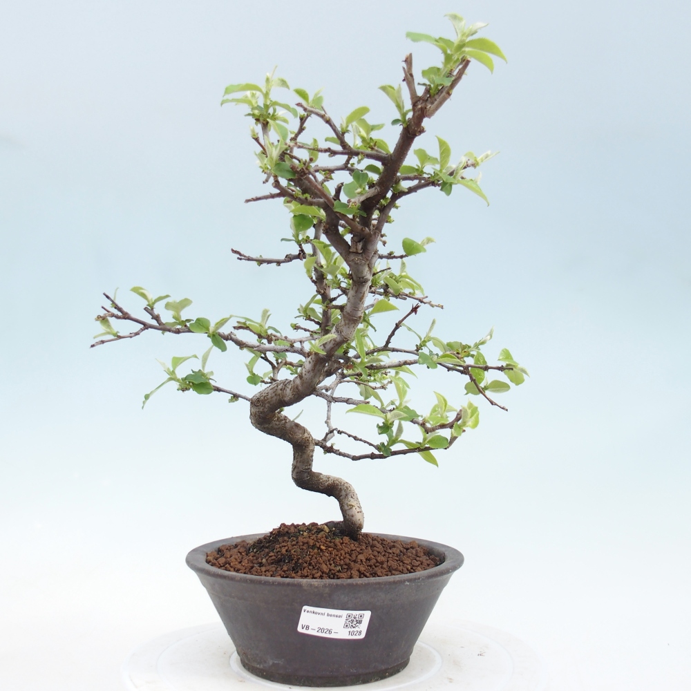 Bonsai zewnętrzne - Chaneomeles chinensis