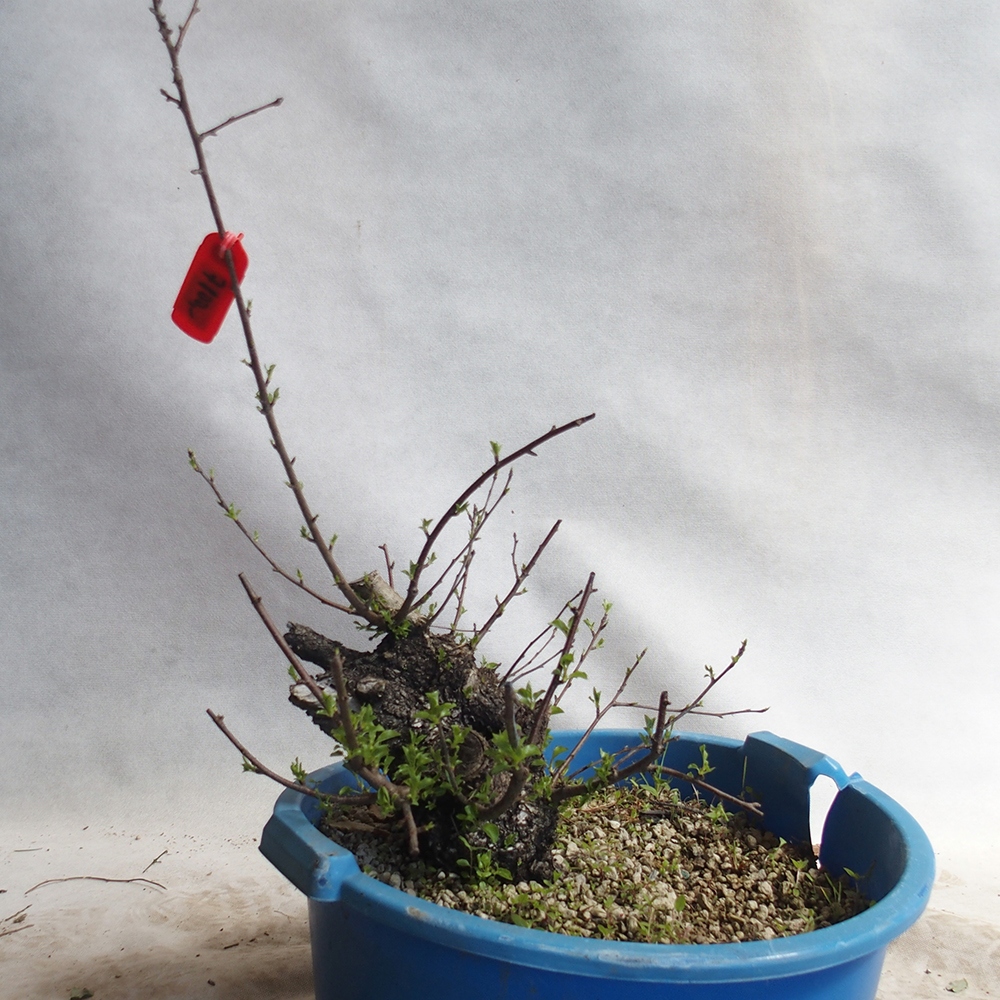 Outdoor bonsai -Mahalebka - Prunus mahaleb