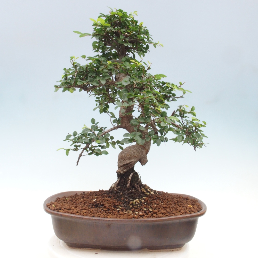 Bonsai wewnętrzne - Ulmus parvifolia - Wiąz drobnolistny