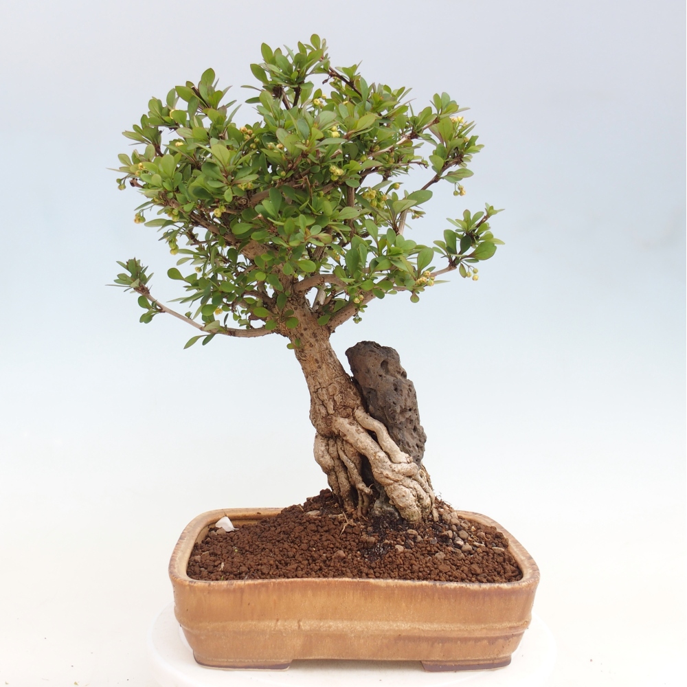 Bonsai zewnętrzne - Berberis coreana