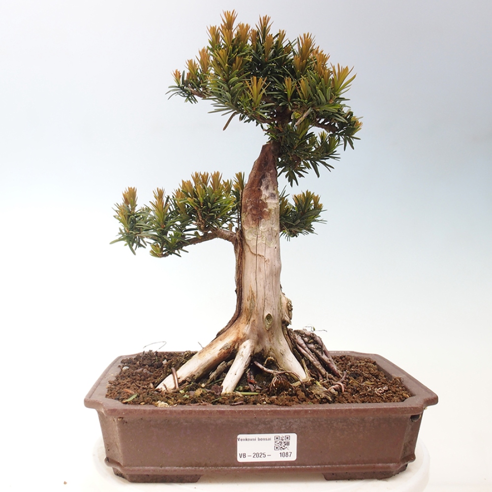 Bonsai na zewnątrz - Taxus cuspidata - cis japoński