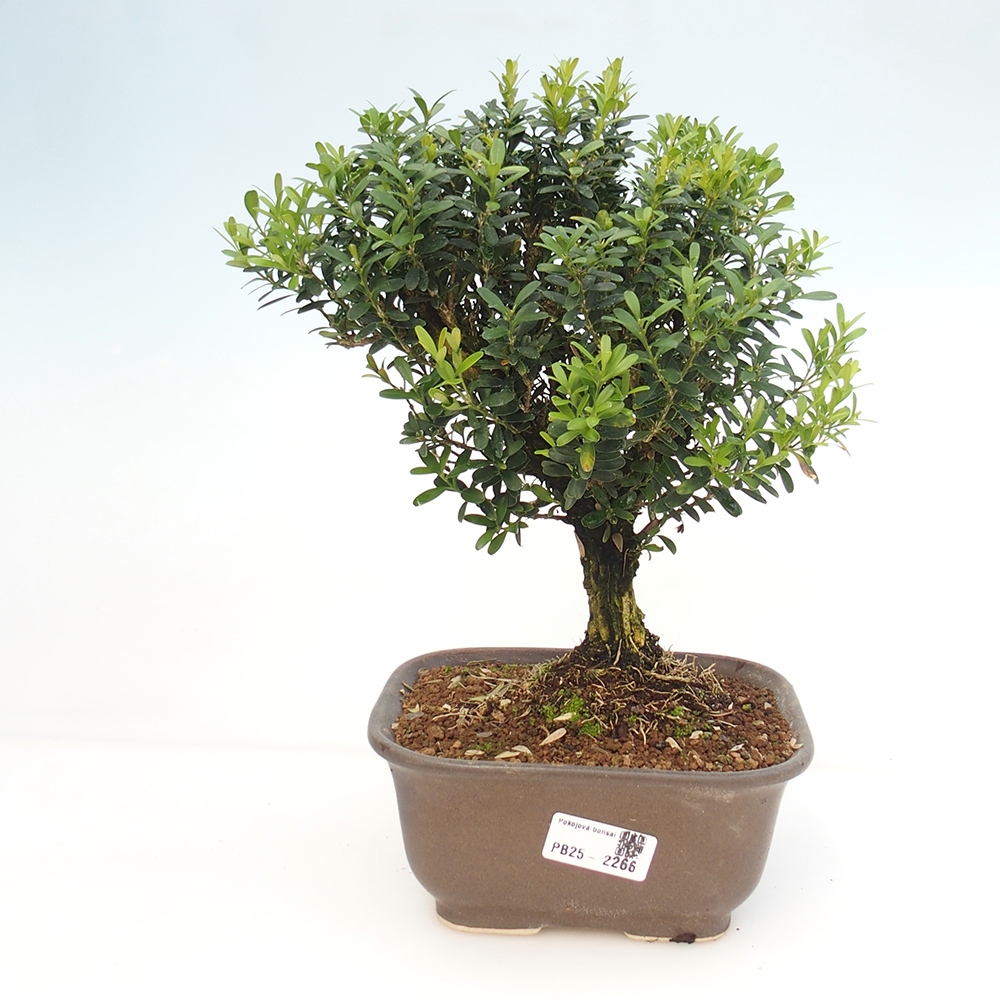 Bonsai pokojowe - Buxus harlandii - buxus korkowy