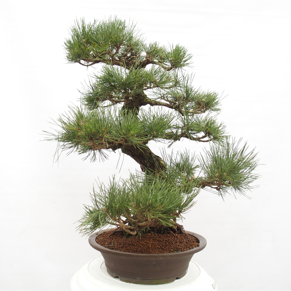 Bonsai ogrodowe - Pinus thunbergii - Sosna Thunberg