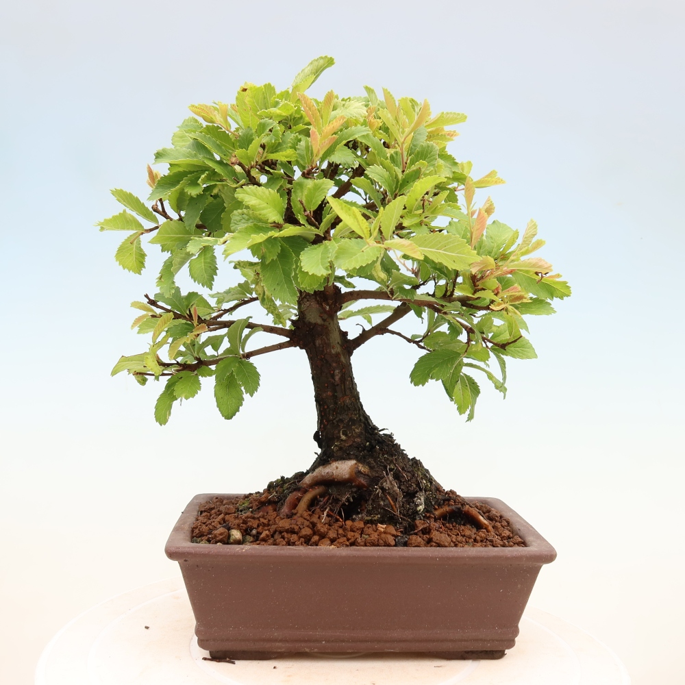 Bonsai zewnętrzne - Zelkova - Zelkova NIRE