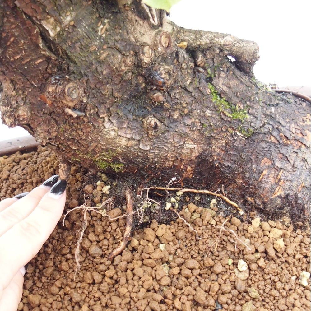 Bonsai na zewnątrz - Mahalebka - Prunus mahaleb
