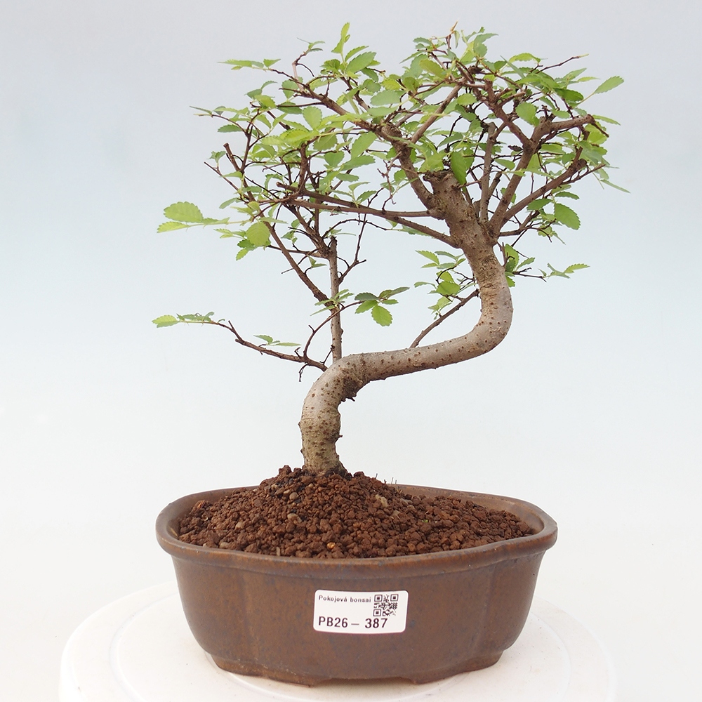 Pokój bonsai - Ulmus parvifolia - Wiąz drobnolistny