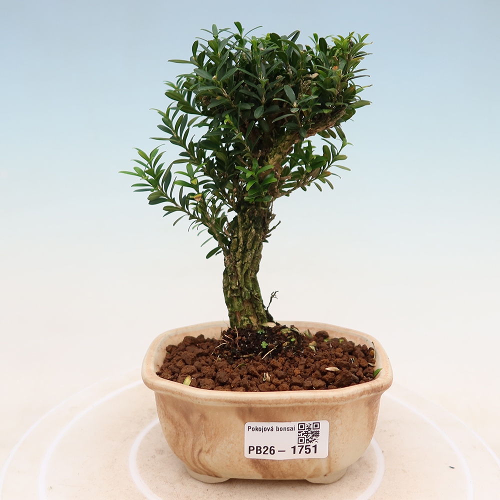 Pokój bonsai - Buxus harlandii - buxus korkowy