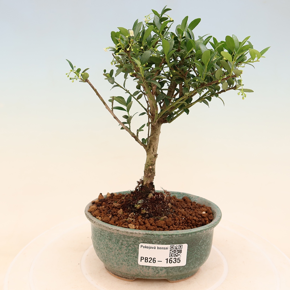 Pokój bonsai - Ilex crenata - Ostrokrzew
