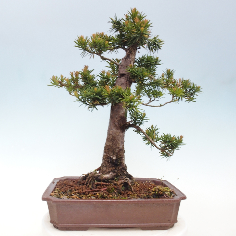 Bonsai na zewnątrz - Taxus cuspidata - cis japoński