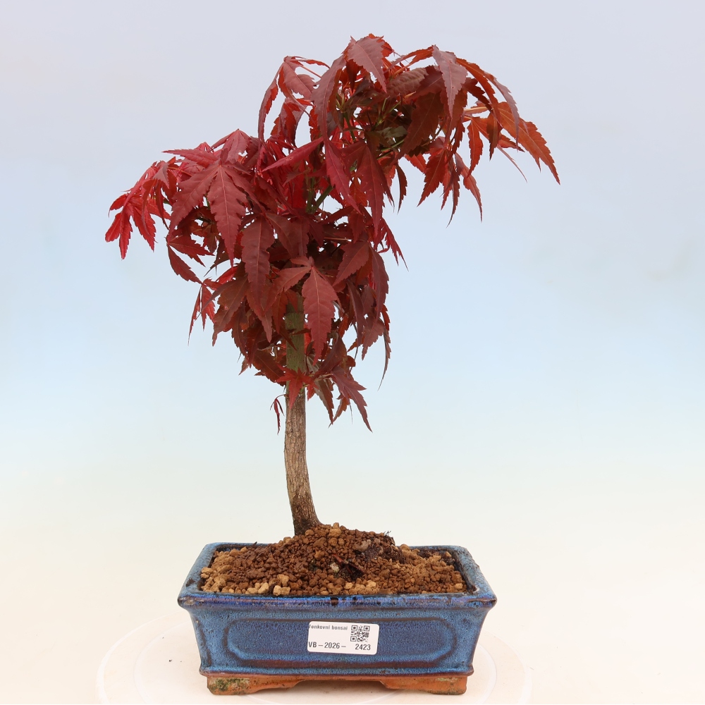 Bonsai na zewnątrz - Palma Acer. Atropurpureum-Javor palmate