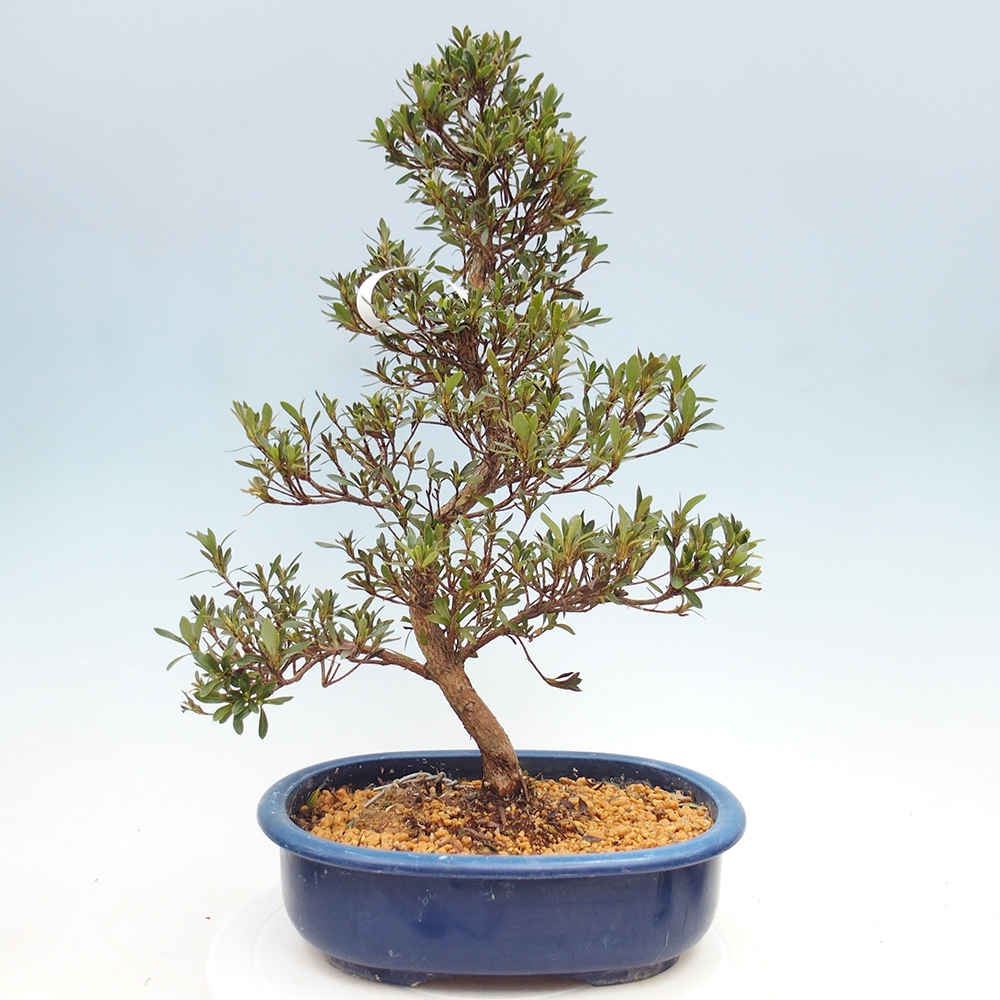 Bonsai zewnętrzne - Azalia japońska - Azalia Hakurin