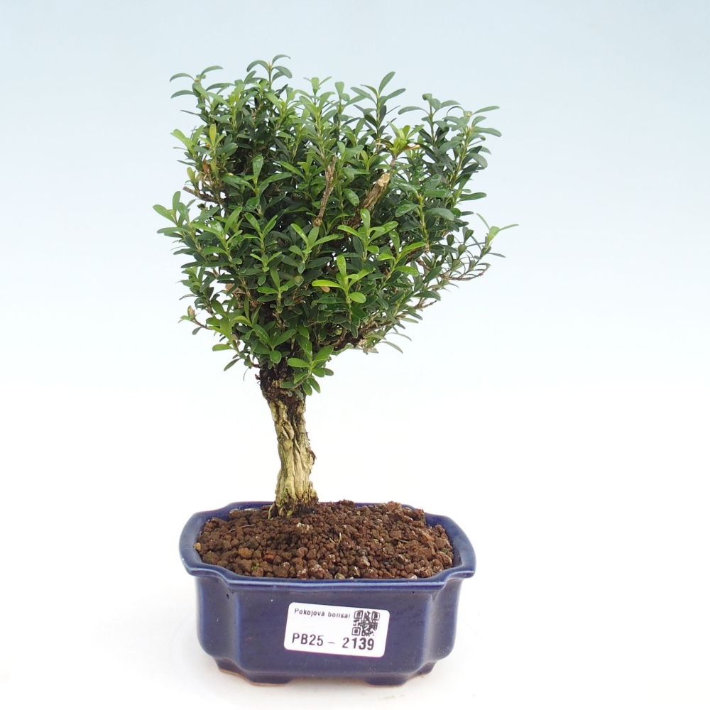 Bonsai pokojowe - Buxus harlandii - buxus korkowy