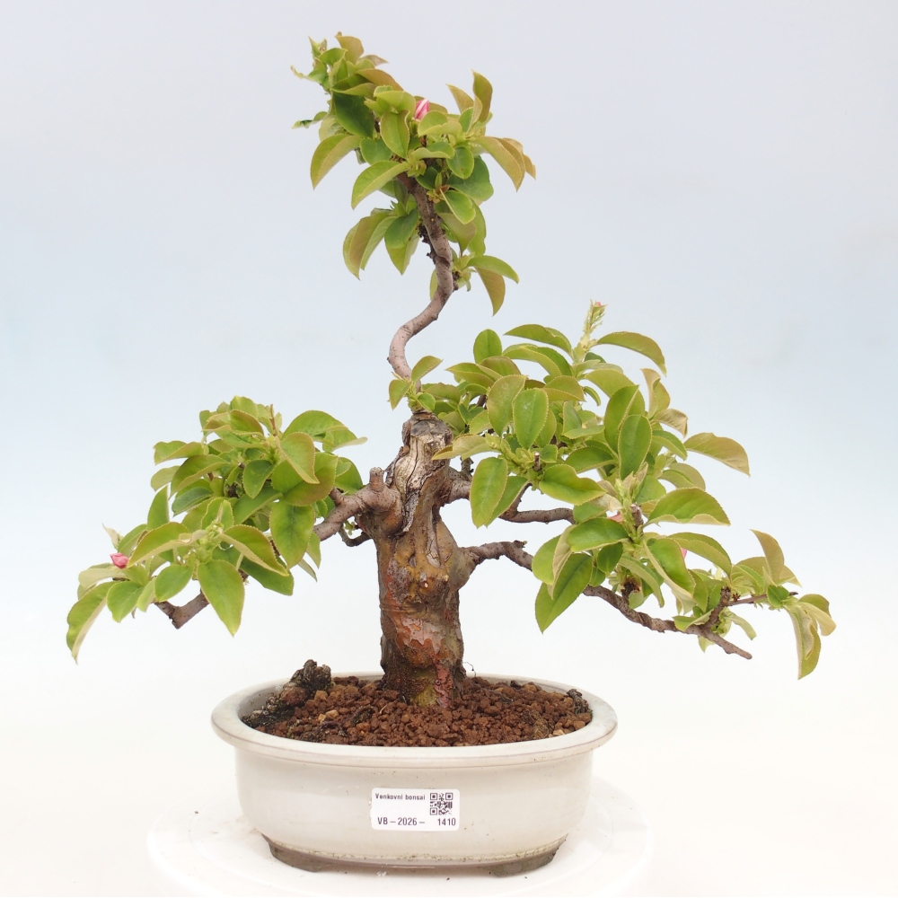 Outdoor bonsai - Pseudocydonia sinensis - pigwa chińska